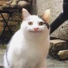 声控 阿宅