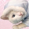 我没有猫也没有你
