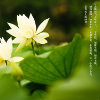 野草