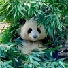 ゼ野豬大改造