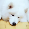 小西瓜