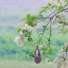 A Tree
