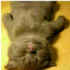 O_  骑小猪游世界