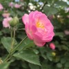 四月芳菲