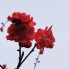 殤-****落