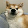 小黄鸭