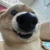 陈特蛋