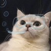 散亦不散.诗亦不诗