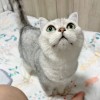兔斯基不吃肉