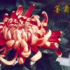 墨菊