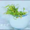 沐晨